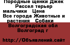 Породные щенки Джек Рассел терьер-мальчики › Цена ­ 40 000 - Все города Животные и растения » Собаки   . Волгоградская обл.,Волгоград г.